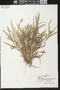 Carex flaccosperma image