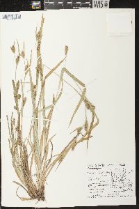 Carex flaccosperma image