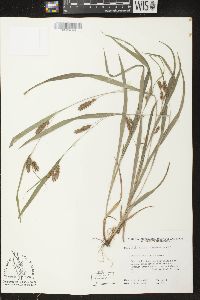 Carex flaccosperma image