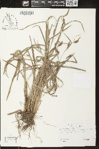 Carex flaccosperma image