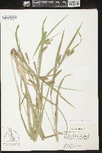 Carex flaccosperma image