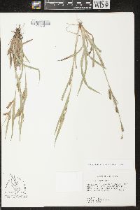 Carex flaccosperma image