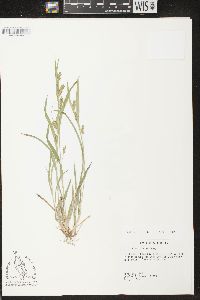 Carex flaccosperma image
