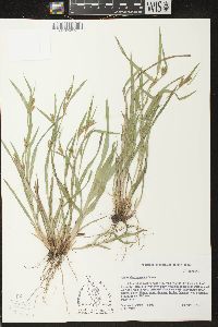 Carex flaccosperma image