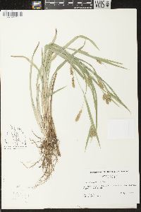 Carex flaccosperma image