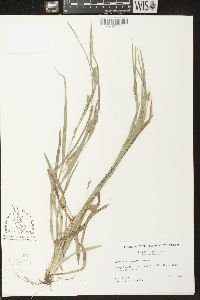 Carex flaccosperma image