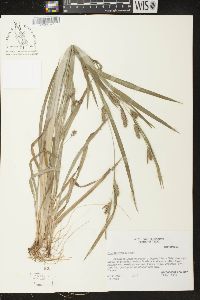 Carex flaccosperma image