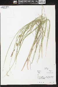 Carex flava image