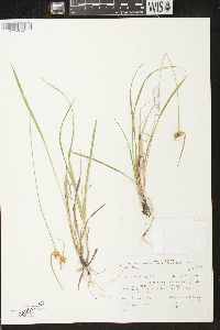 Carex flava image