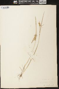 Carex cryptolepis image