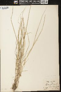 Carex cryptolepis image