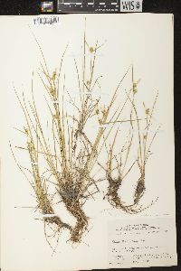 Carex cryptolepis image