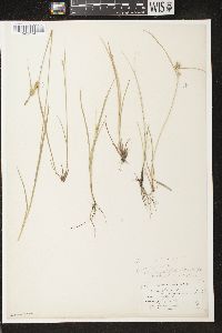 Carex viridula image