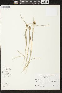 Carex flava image