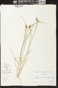 Carex flava image