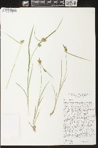 Carex flava image