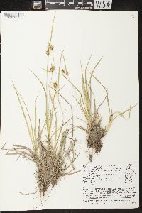 Carex flava image