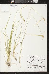 Carex flava image