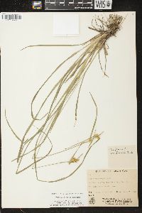 Carex cryptolepis image