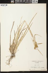 Carex flava image