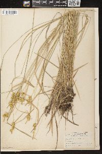 Carex flava image