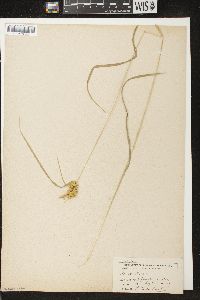 Carex flava image