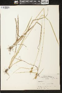 Carex flava image