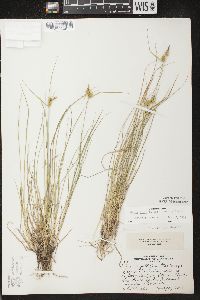 Carex cryptolepis image