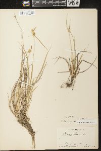 Carex flava image