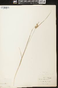 Carex flava image