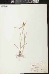 Carex flava image