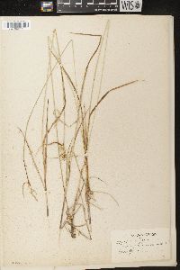 Carex flava image