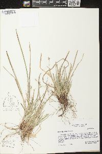 Carex floridana image