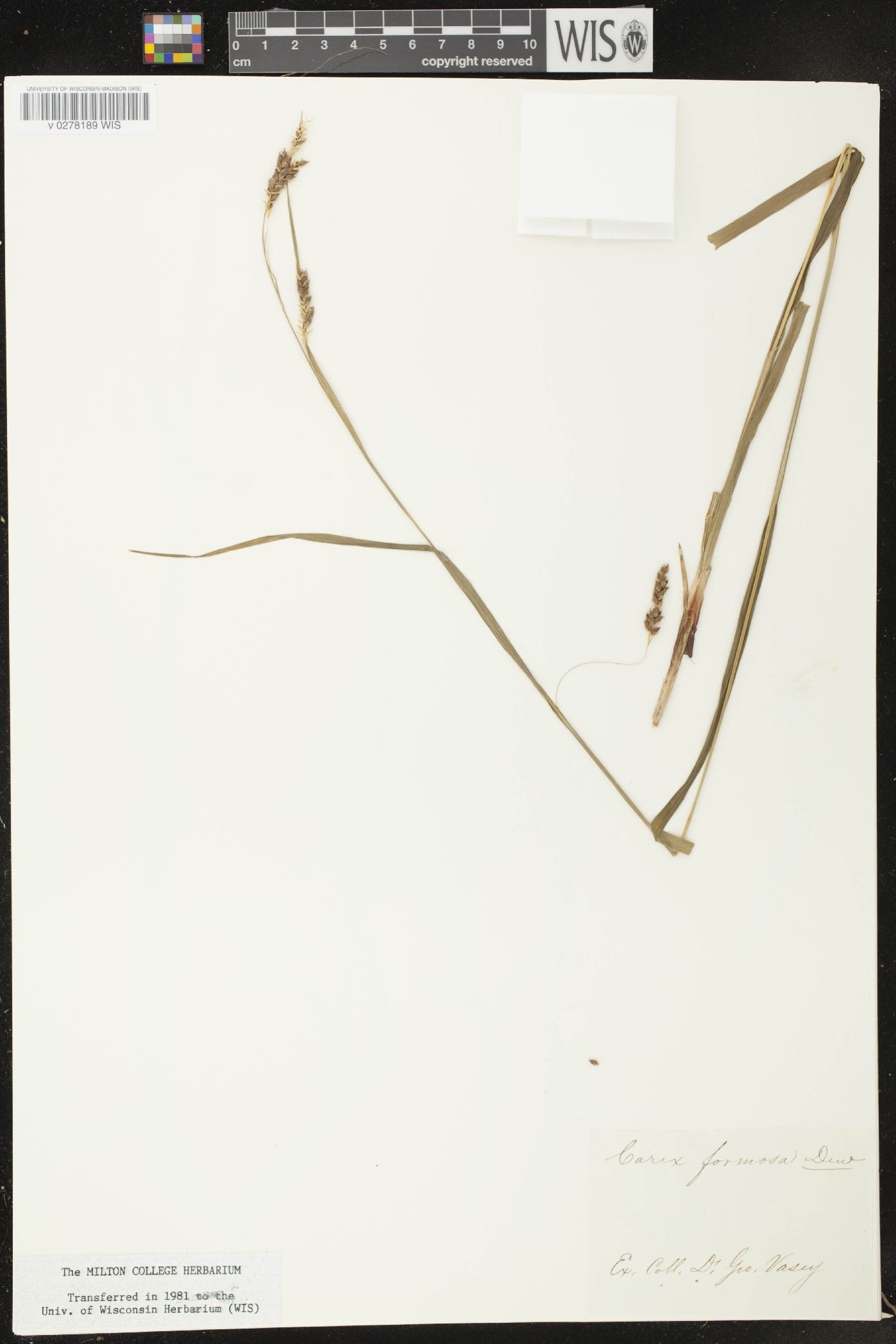 Carex formosa image