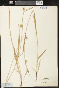 Carex folliculata image