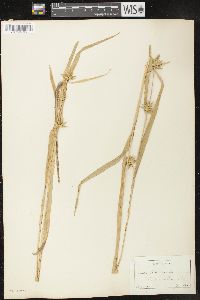 Carex folliculata image