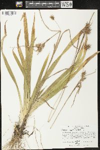 Carex folliculata image