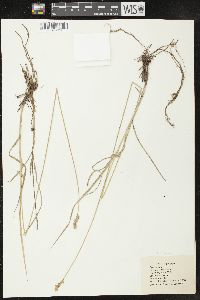 Carex siccata image