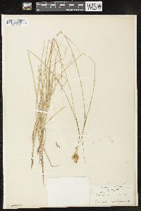 Carex siccata image