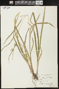 Carex folliculata image