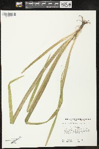 Carex folliculata image