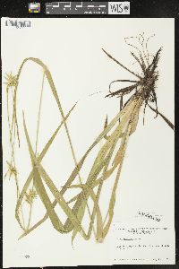 Carex folliculata image