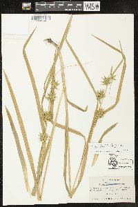 Carex folliculata image