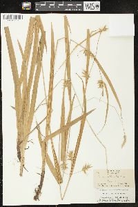 Carex folliculata image