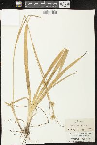 Carex folliculata image