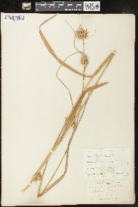 Carex folliculata image