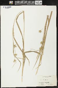 Carex folliculata image