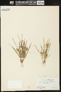 Carex garberi image