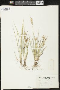 Carex garberi image