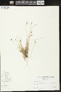 Carex glareosa image